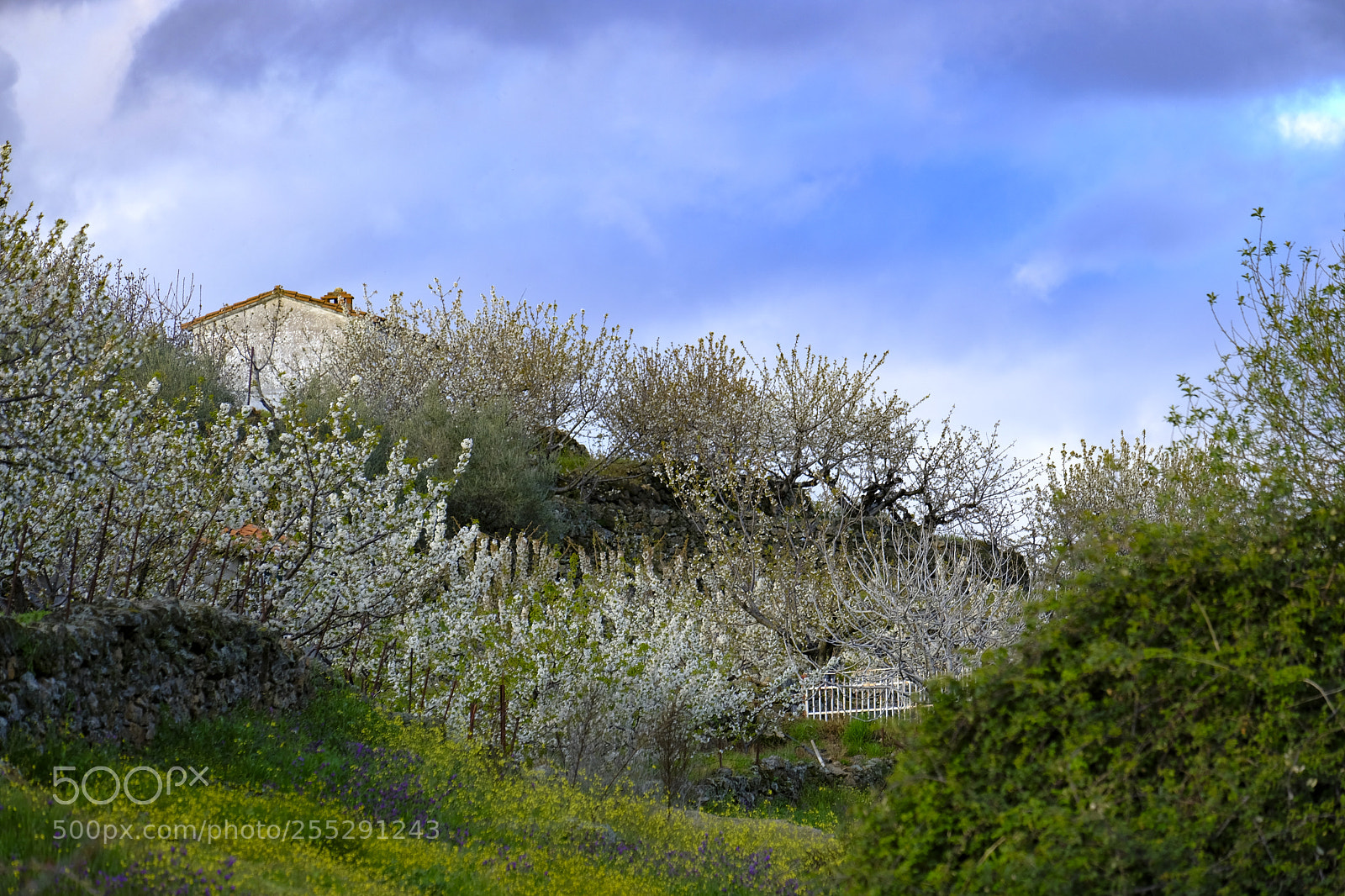 Fujifilm X-T2 sample photo. Rural countryside landscape in photography