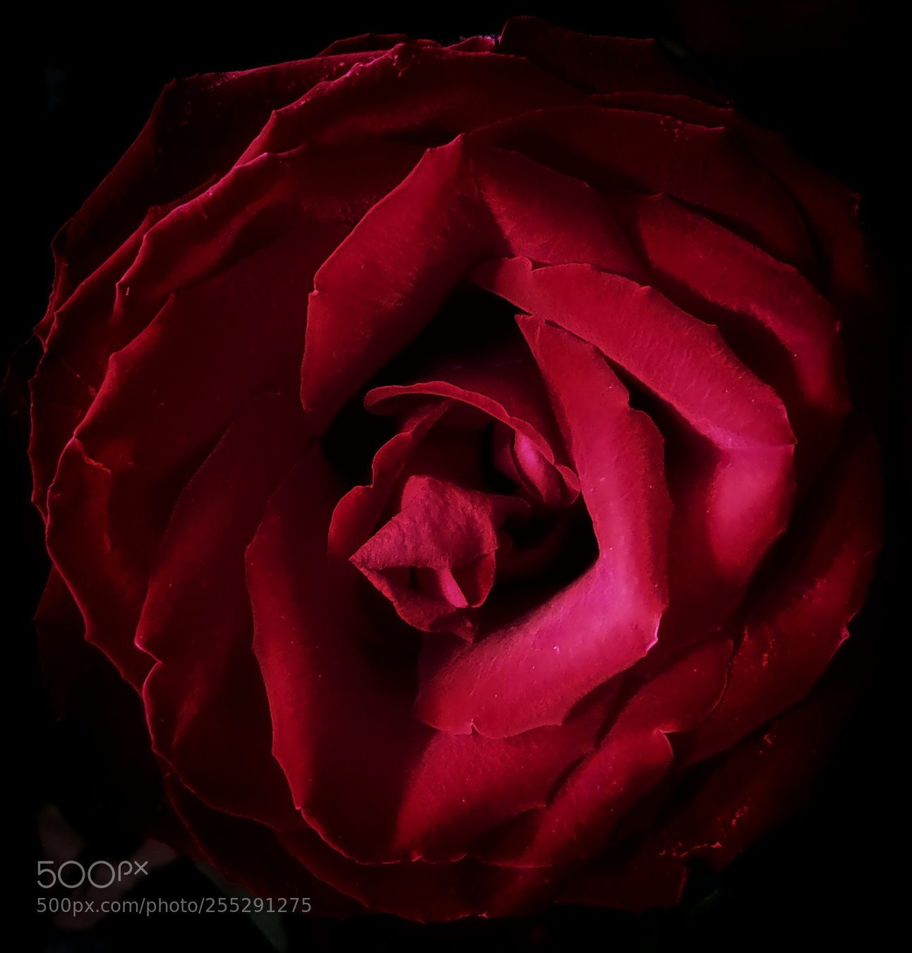 Samsung Galaxy S6 sample photo. • rose • photography