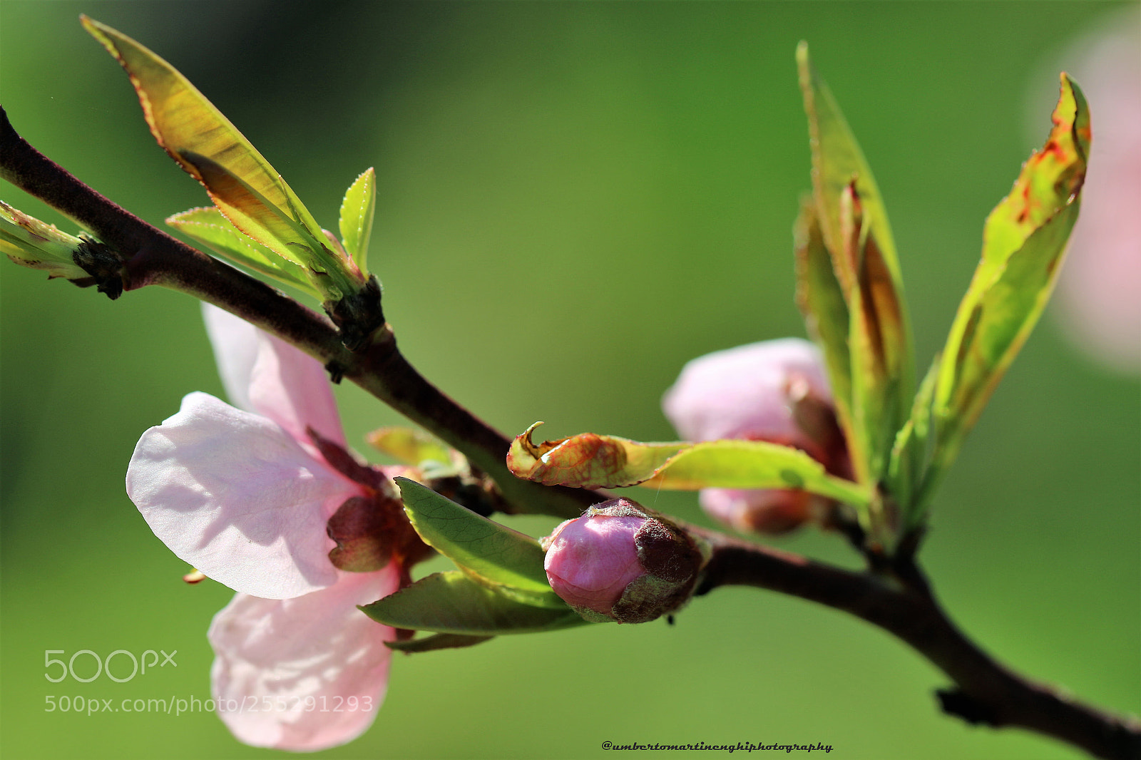 Canon EOS 7D Mark II sample photo. Cherry photography