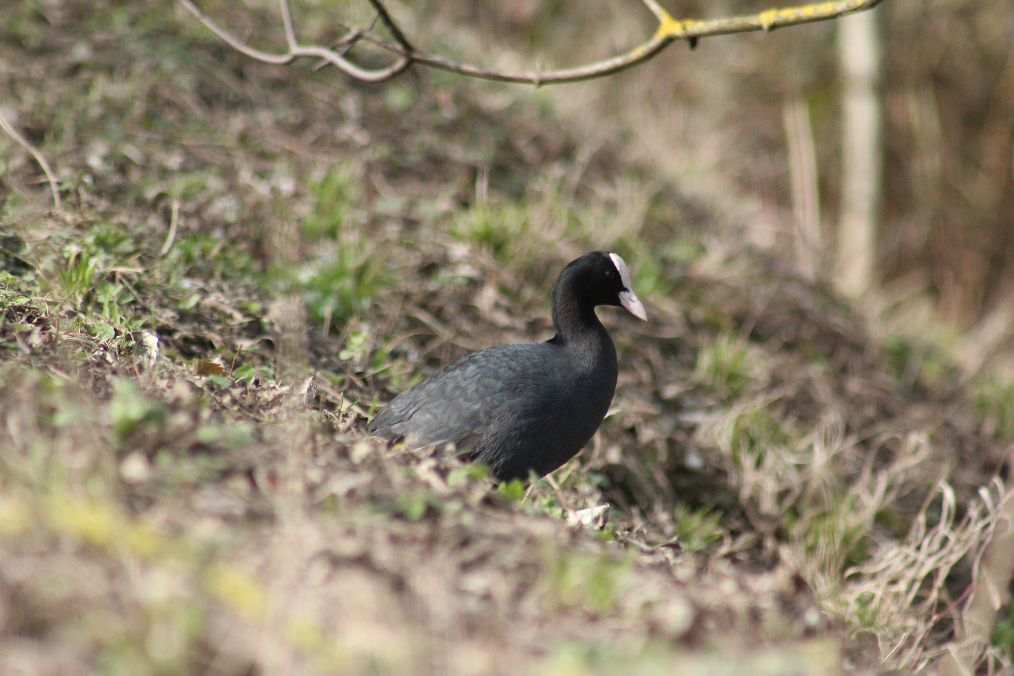 Canon EF 75-300mm f/4-5.6 USM sample photo. Img photography