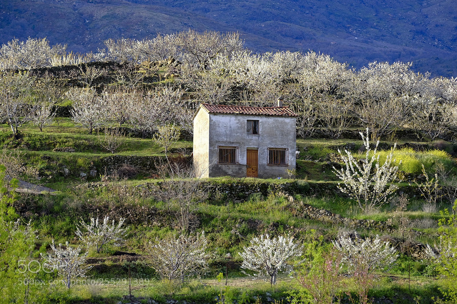 Fujifilm X-T10 sample photo. Rural countryside landscape in photography