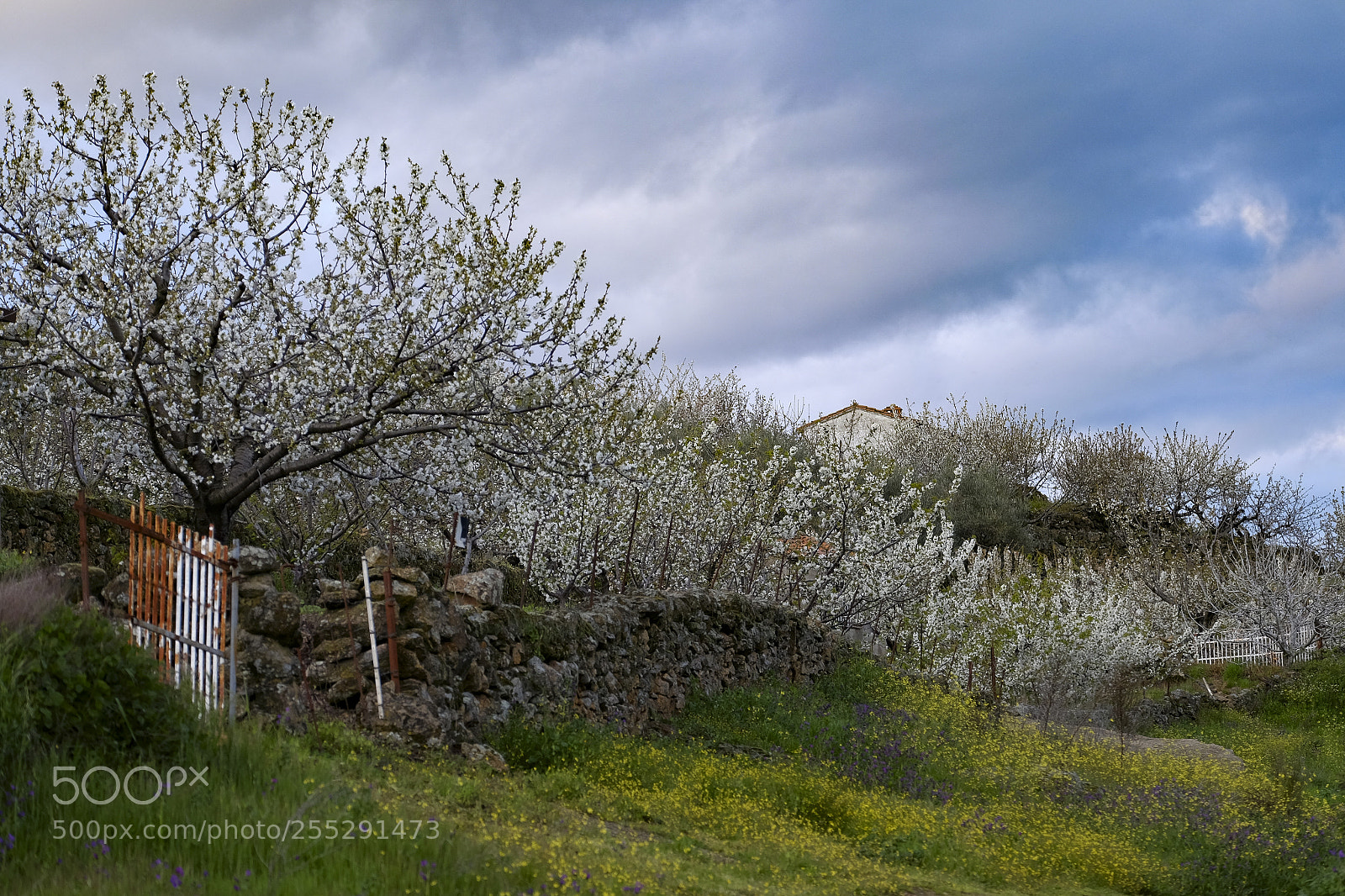 Fujifilm X-T10 sample photo. Rural countryside landscape in photography