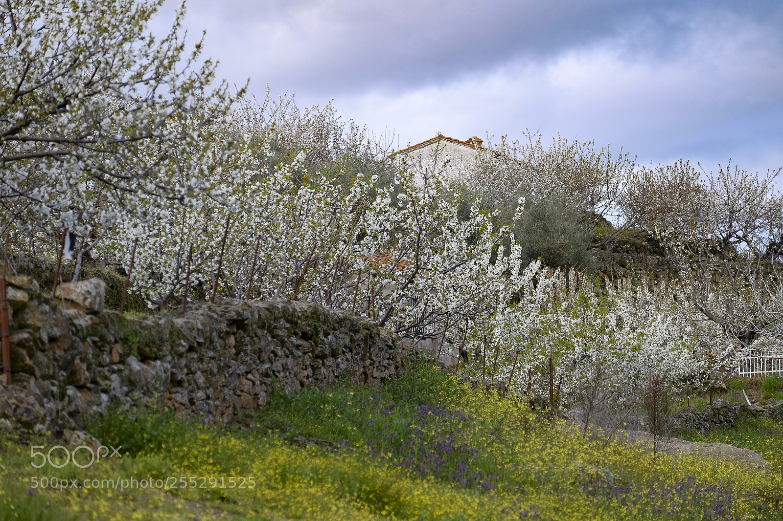 Fujifilm X-T10 sample photo. Rural countryside landscape in photography