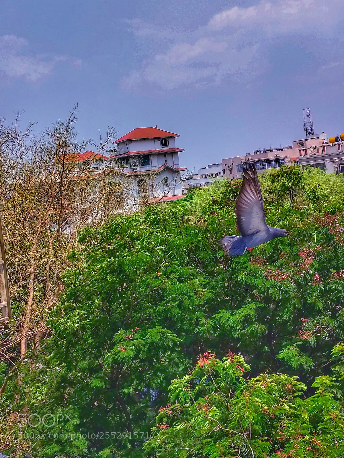 Google Pixel 2 sample photo. Rock dove in flight photography