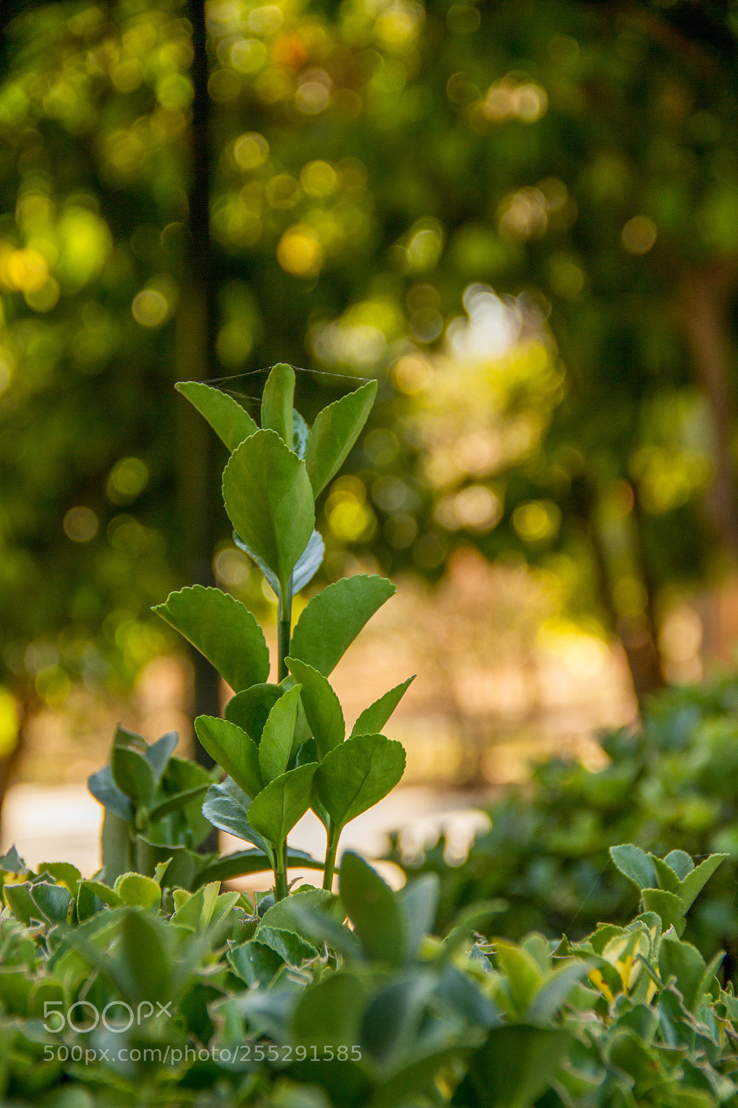 Canon EOS 7D sample photo. Eram garden photography