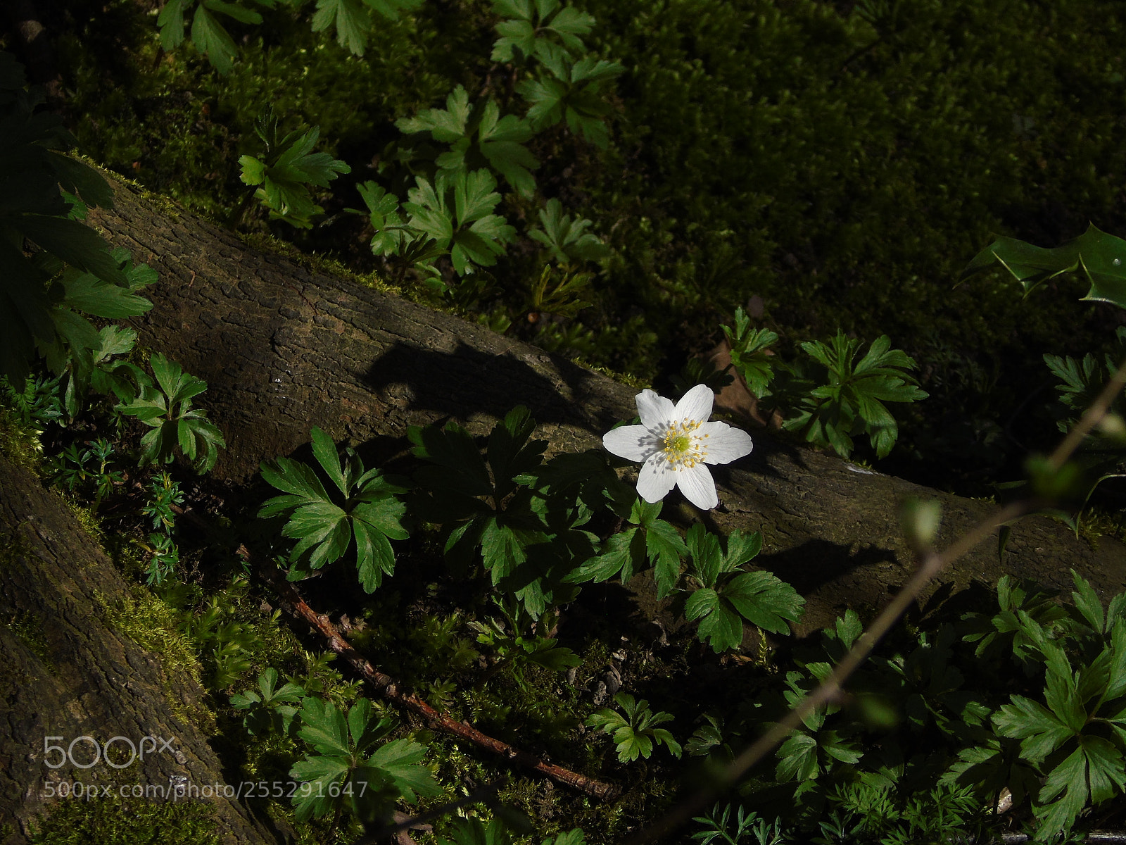 Sony Cyber-shot DSC-H400 sample photo. Wood anemone white flower photography