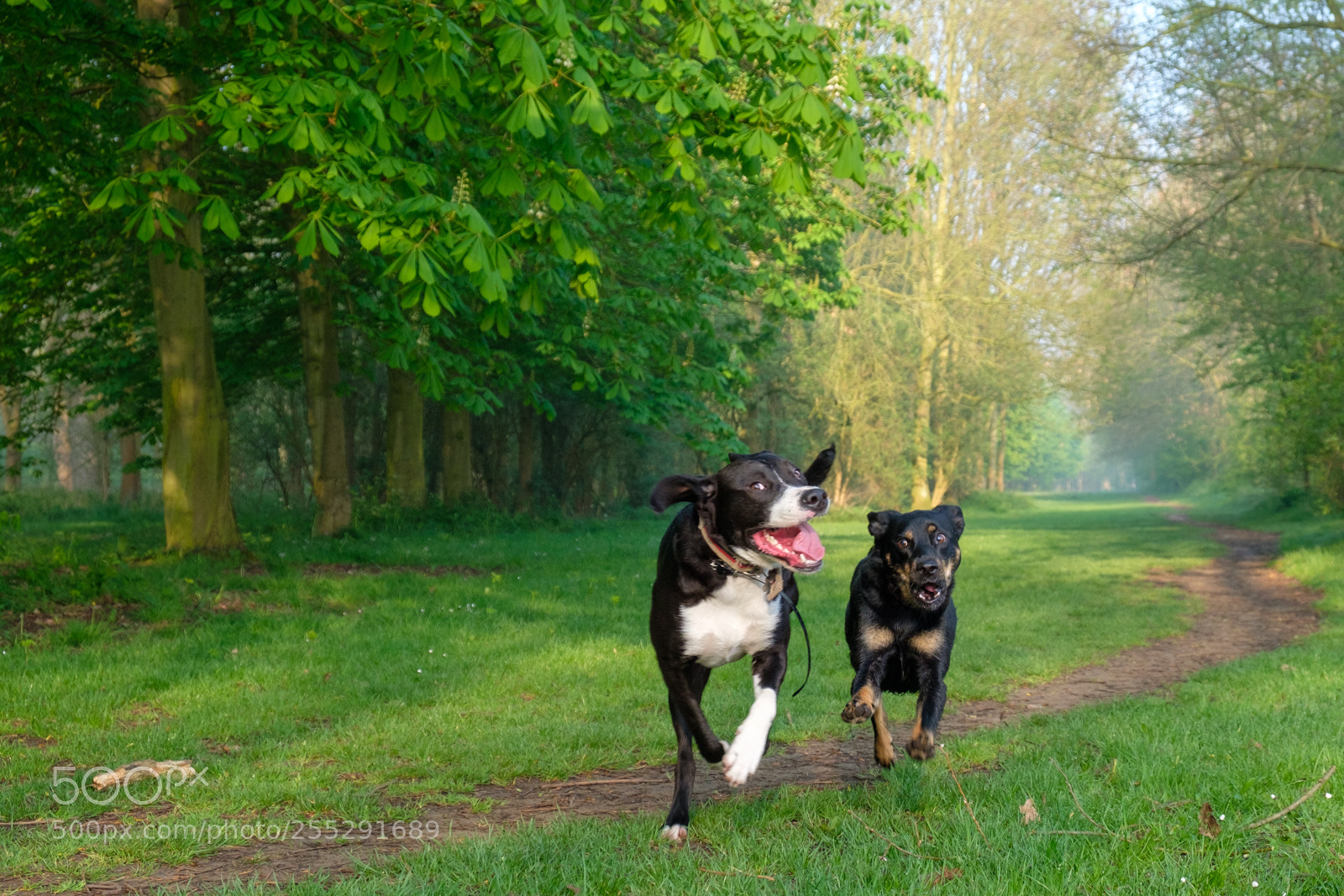 Fujifilm X-T20 sample photo. The chase photography