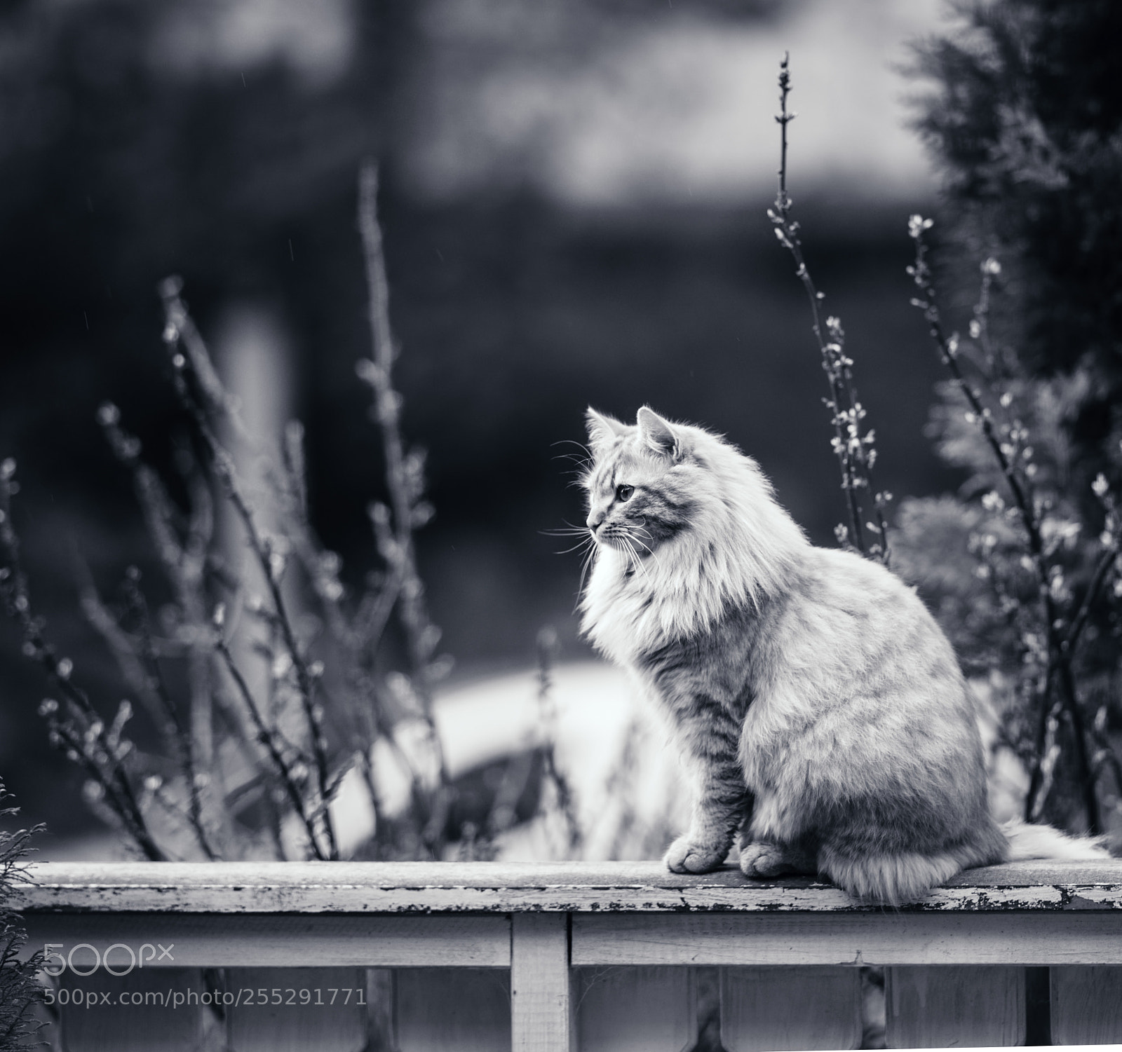 Sony a7 sample photo. Gazing photography
