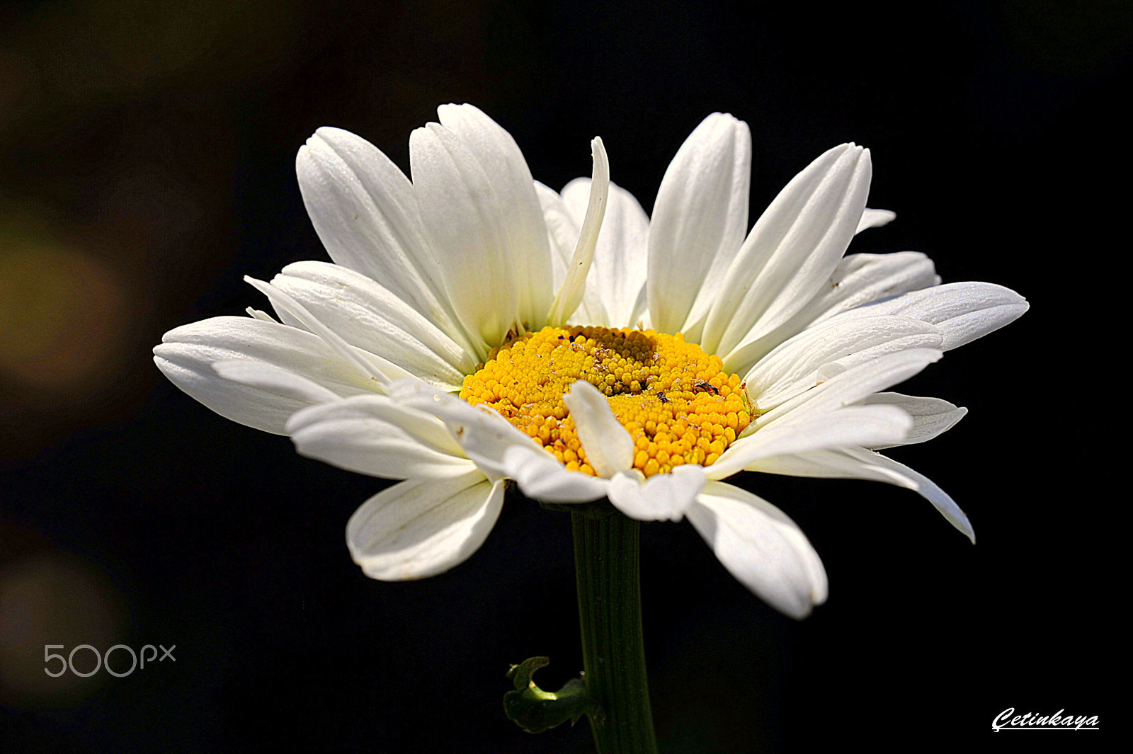 Nikon D700 + Sigma 150mm F2.8 EX DG Macro HSM sample photo. Daisy photography