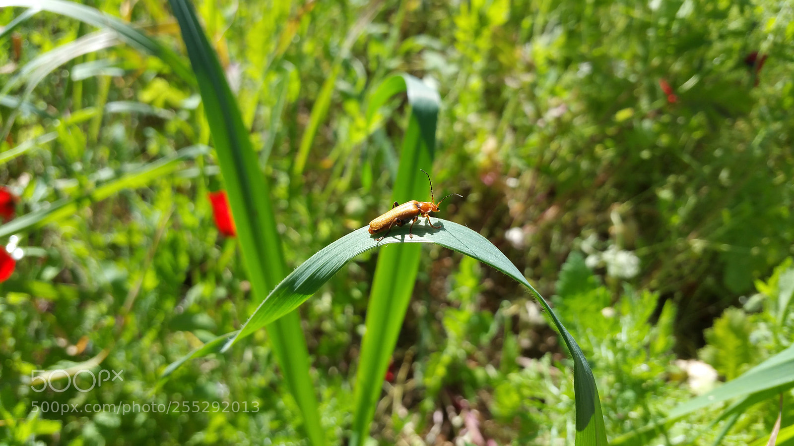 Samsung Galaxy Note4 sample photo. Untitled photography