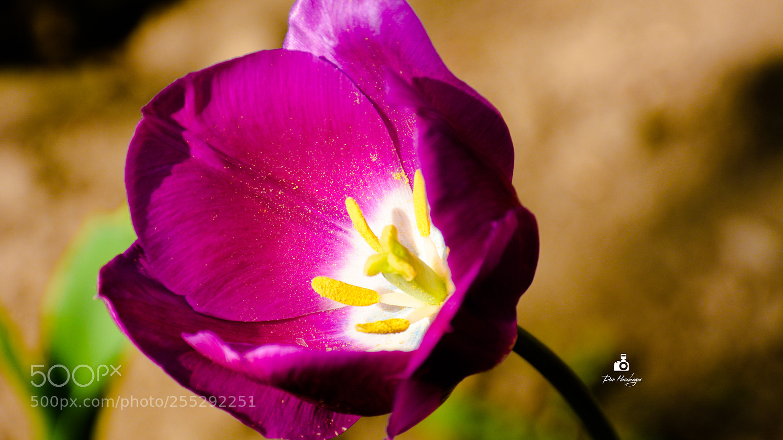 Nikon D7100 sample photo. Violet tulip photography