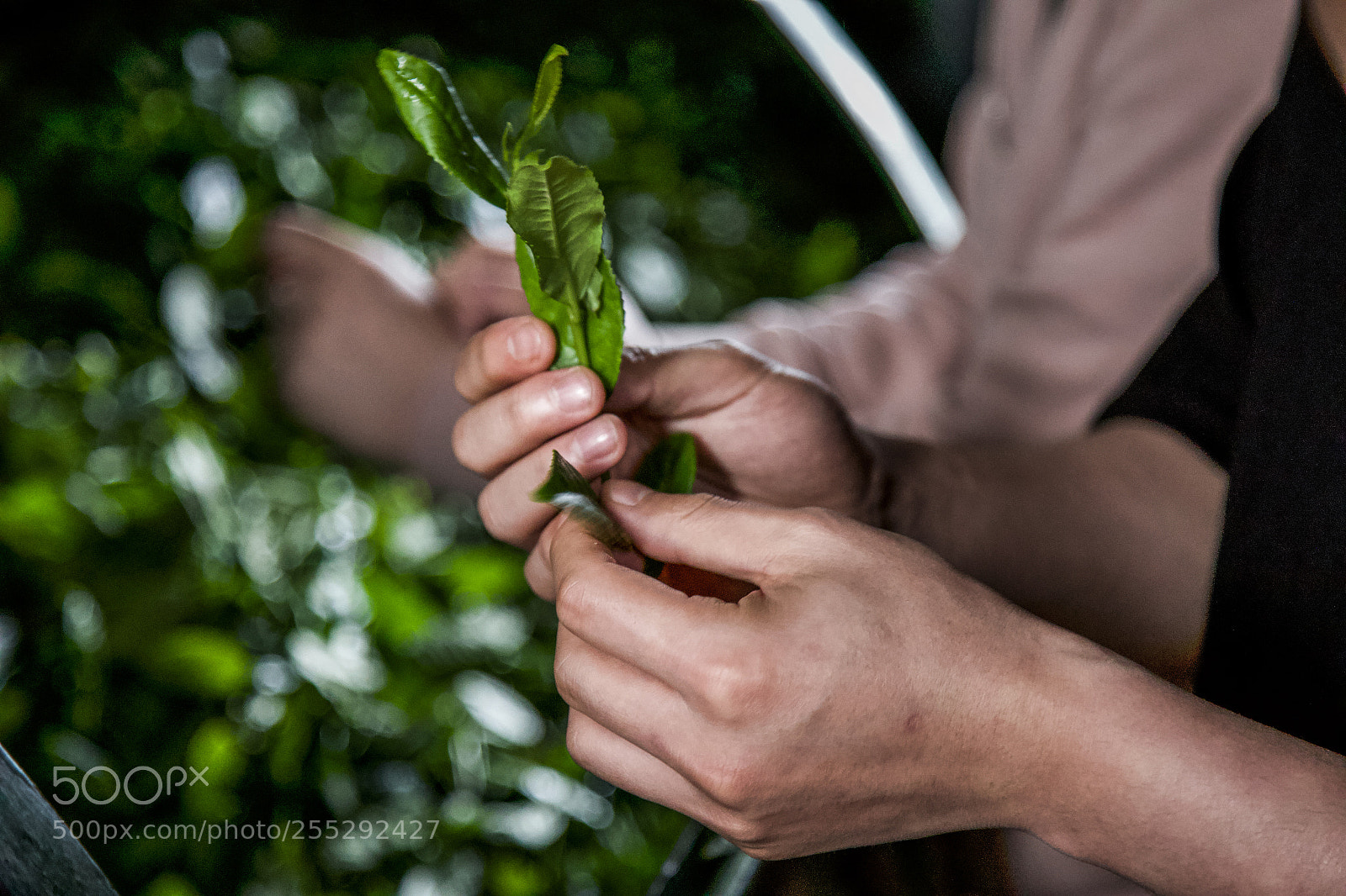 Canon EOS 6D sample photo. 茶青 photography