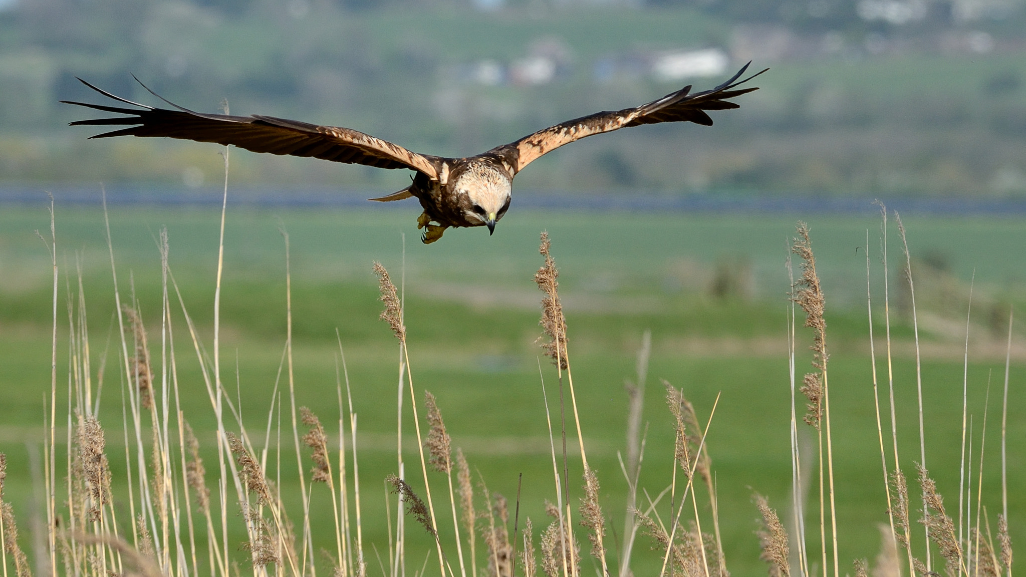 Nikon AF Nikkor 80-400mm F4.5-5.6D ED VR sample photo. Marsh harrier, hovering over reeds at elmley photography