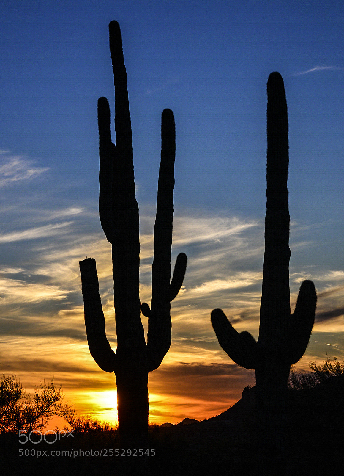 Nikon D610 sample photo. Silhouette sunset photography