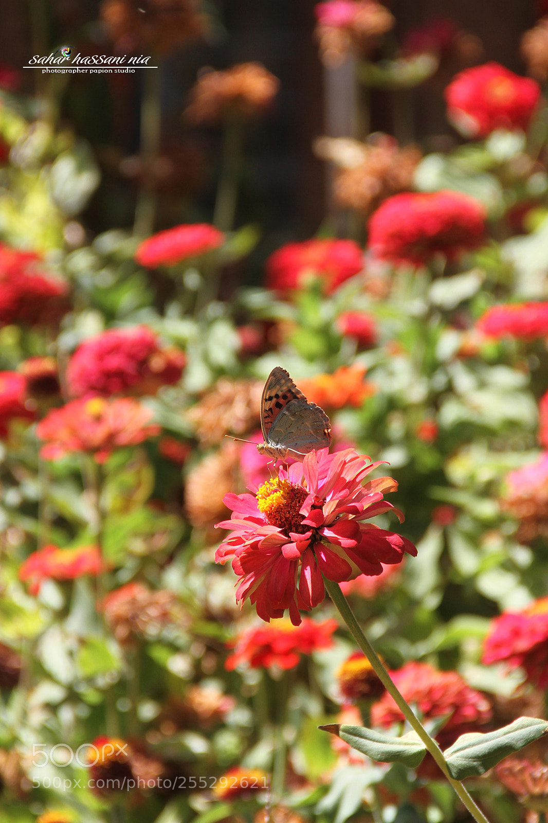 Canon EOS 7D sample photo. Eram garden photography