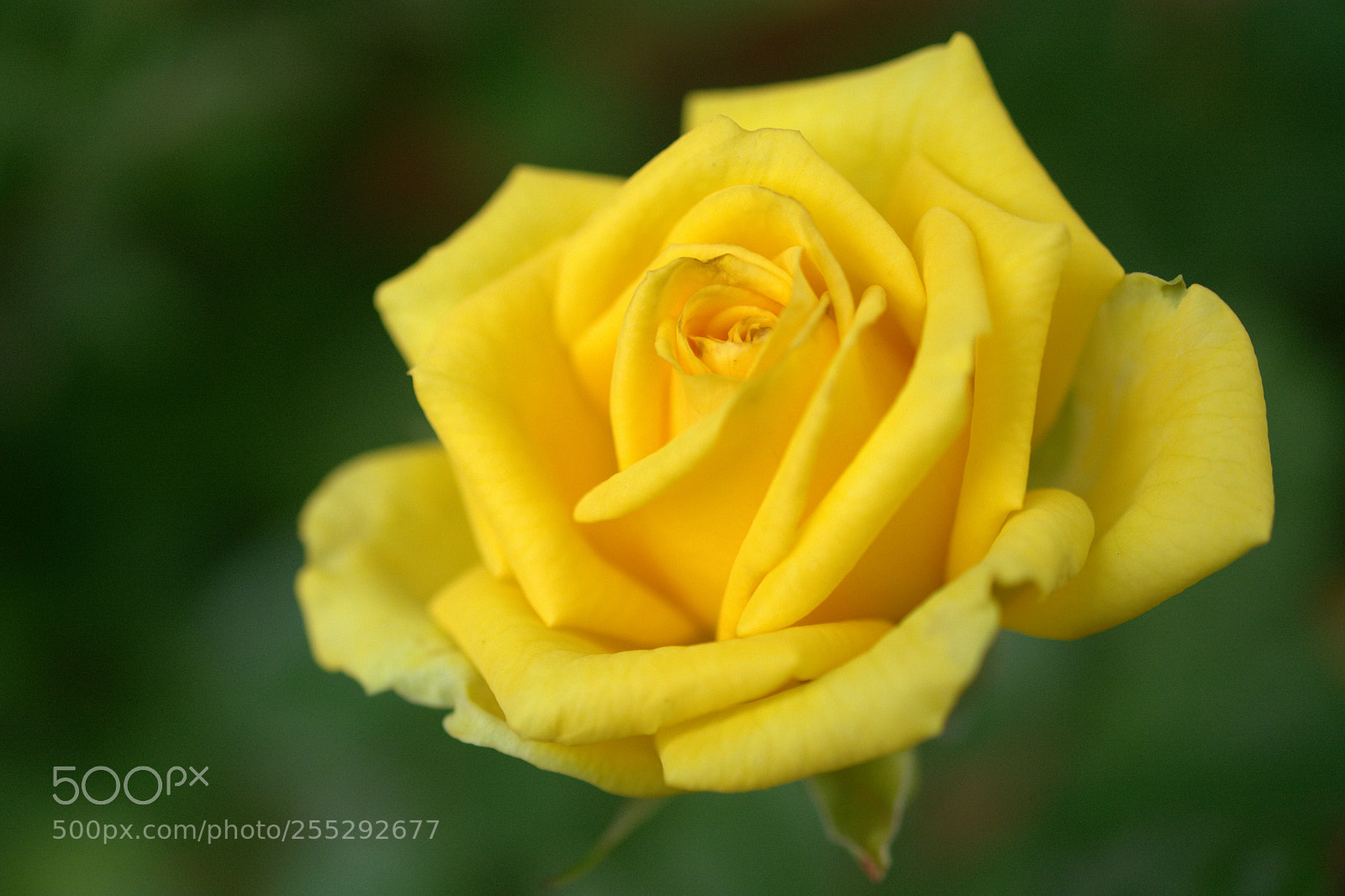 Nikon D7100 sample photo. Yellow rose photography