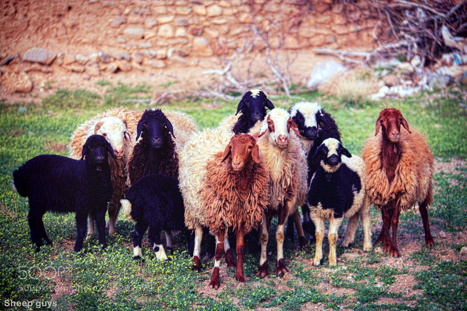 Canon EOS 70D sample photo. Sheep guys! photography