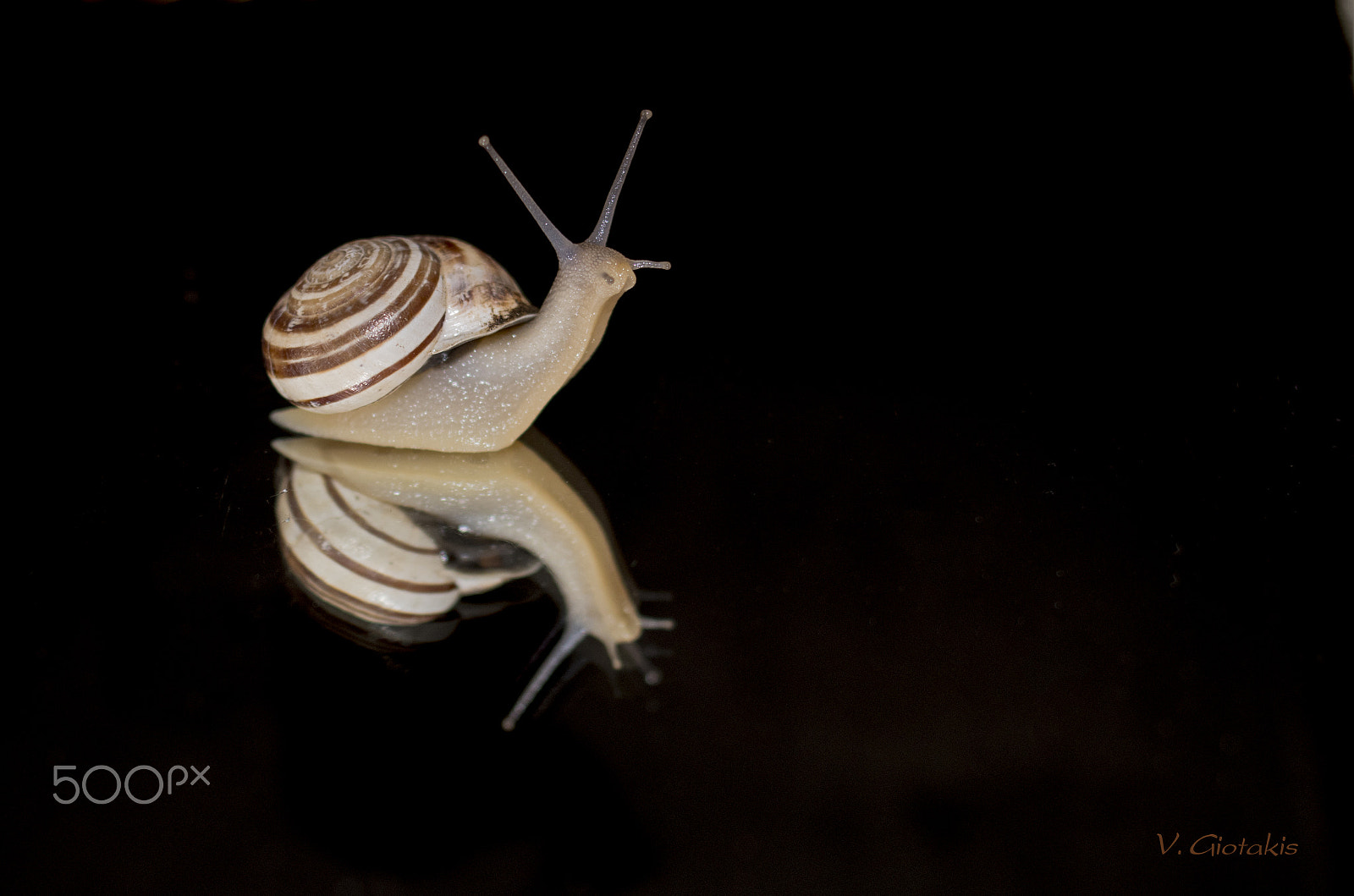 Pentax KP sample photo. Snail photography