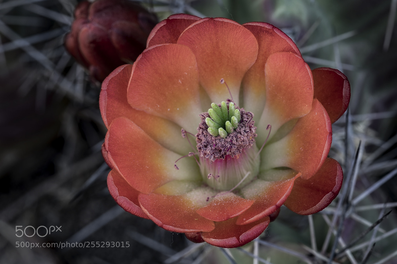 Canon EOS 5D Mark IV sample photo. Cactus flower photography