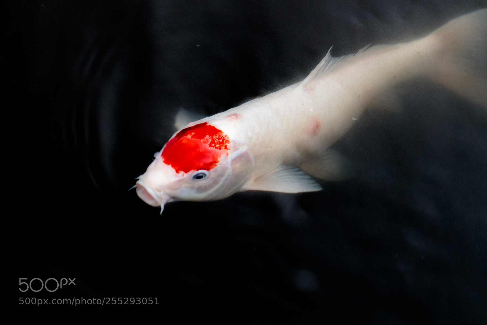 Canon EOS 80D sample photo. Swimming in darkness photography