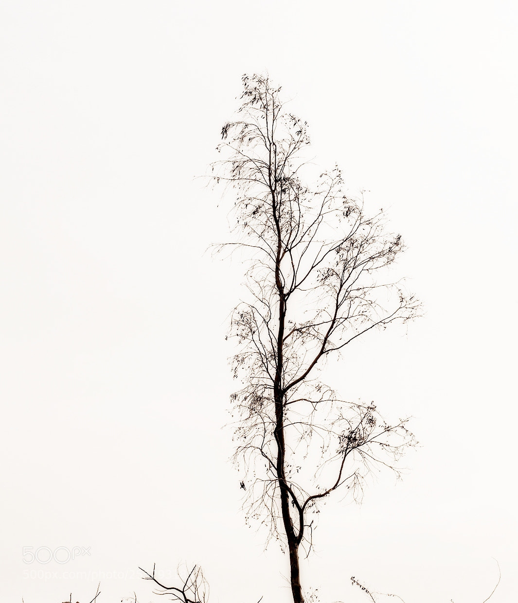 Nikon D700 sample photo. White & tree photography