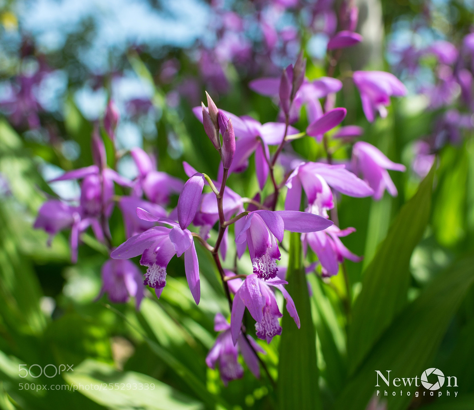 Nikon D5300 sample photo. Flores photography