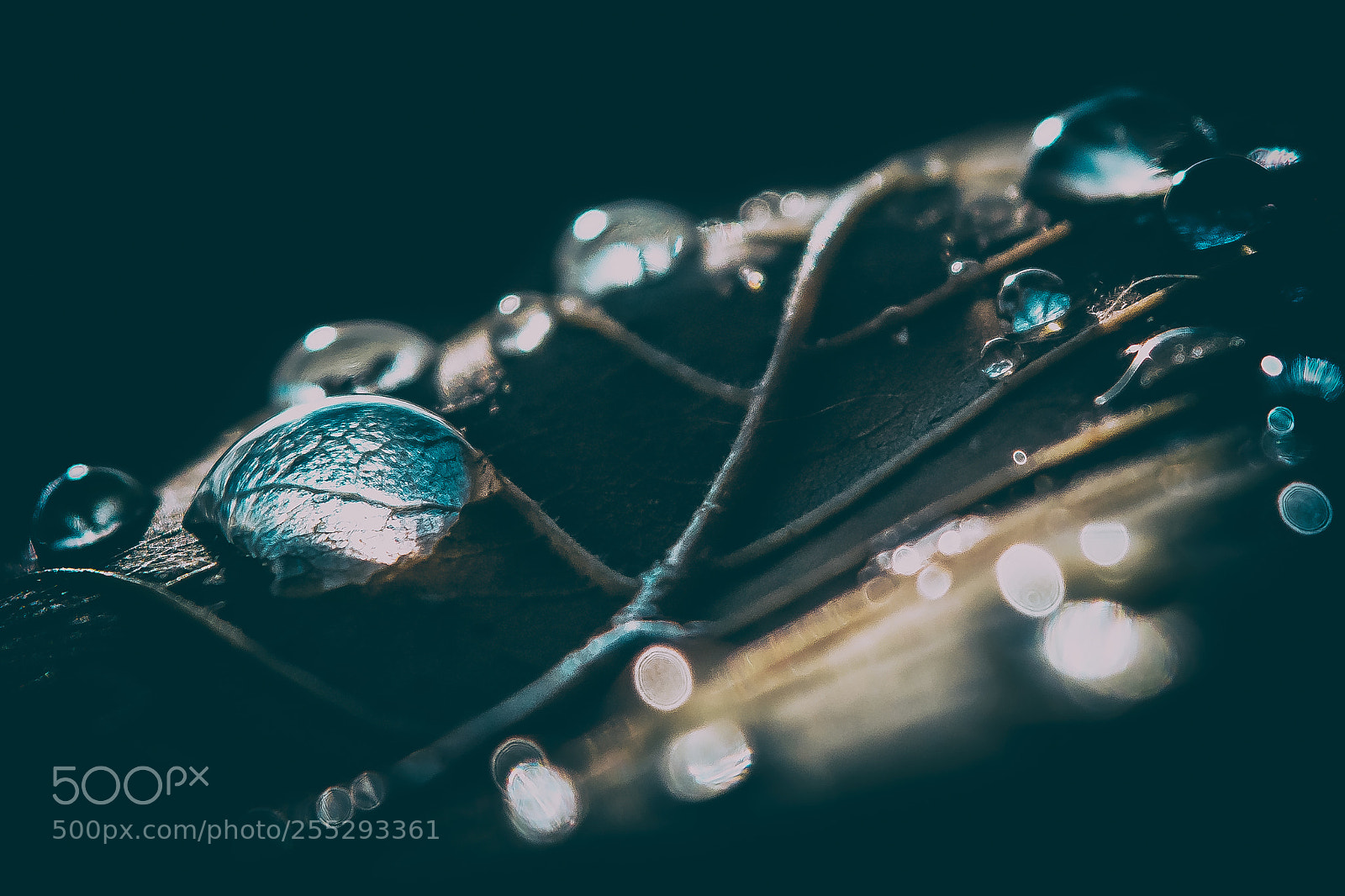 Nikon D3300 sample photo. Rain drops photography