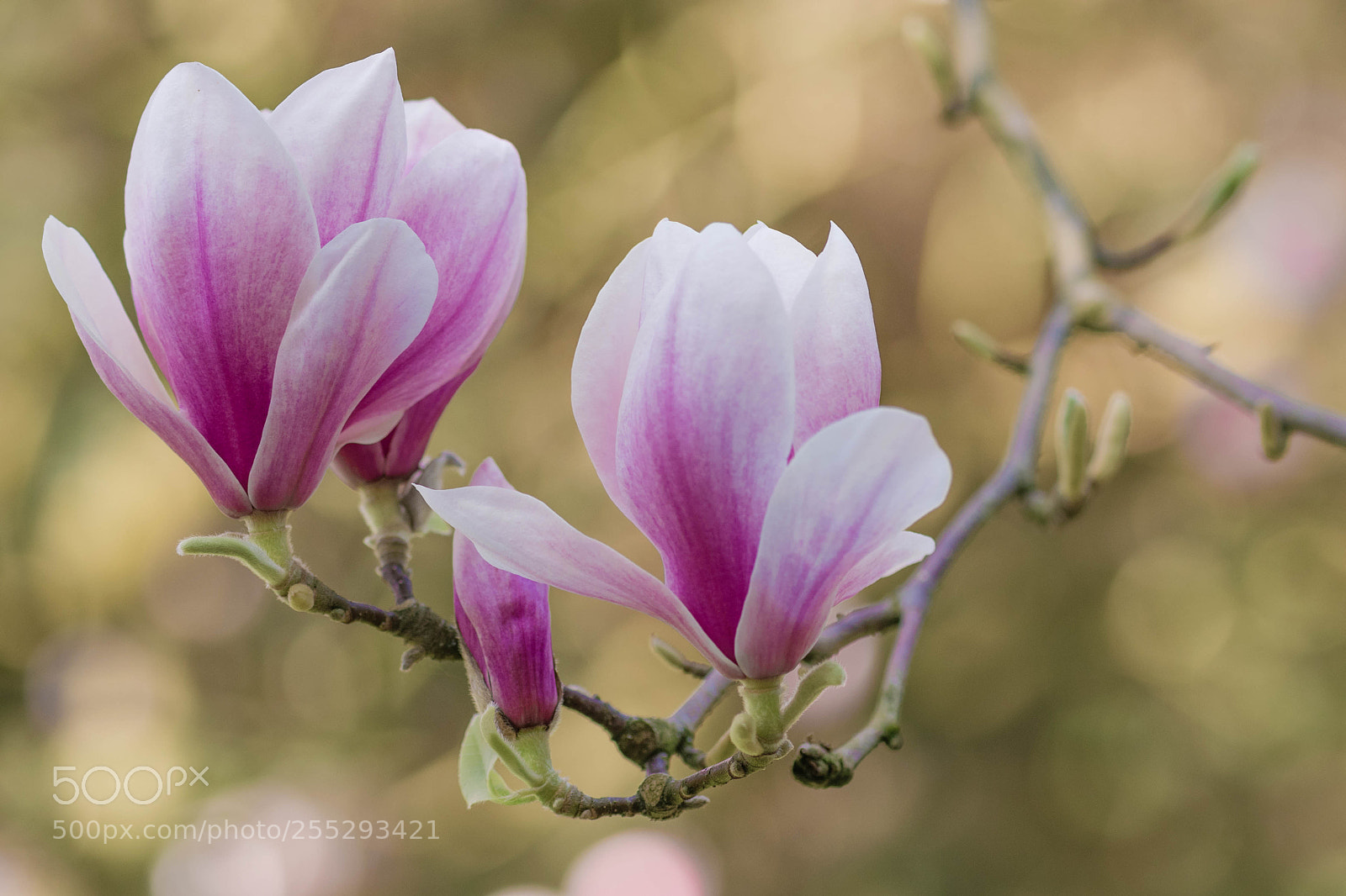 Nikon D5300 sample photo. Magnolia spring photography