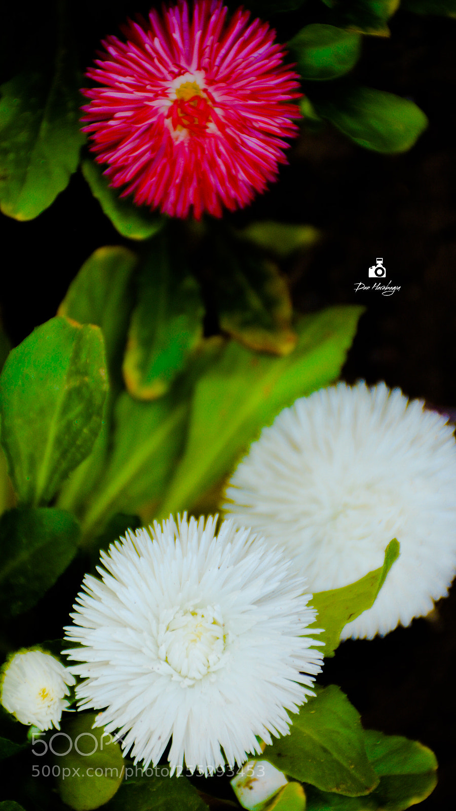 Nikon D7100 sample photo. Flora photography