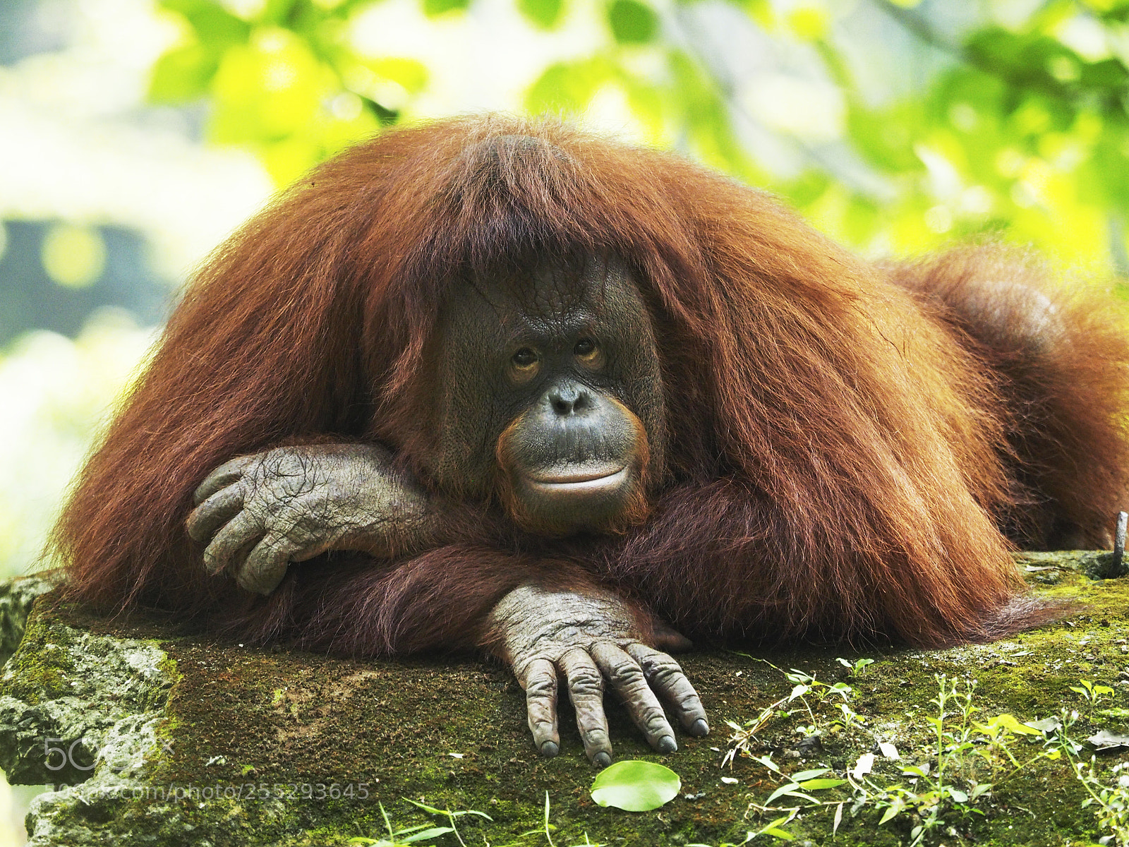 Olympus OM-D E-M1 sample photo. Orang utan photography