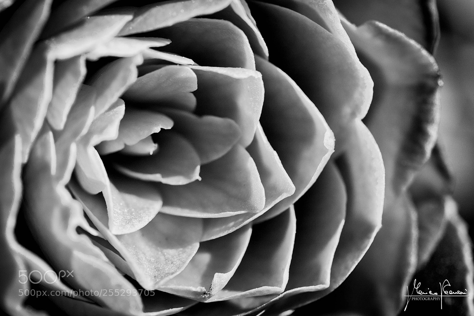 Canon EOS 6D Mark II sample photo. Deep flower photography