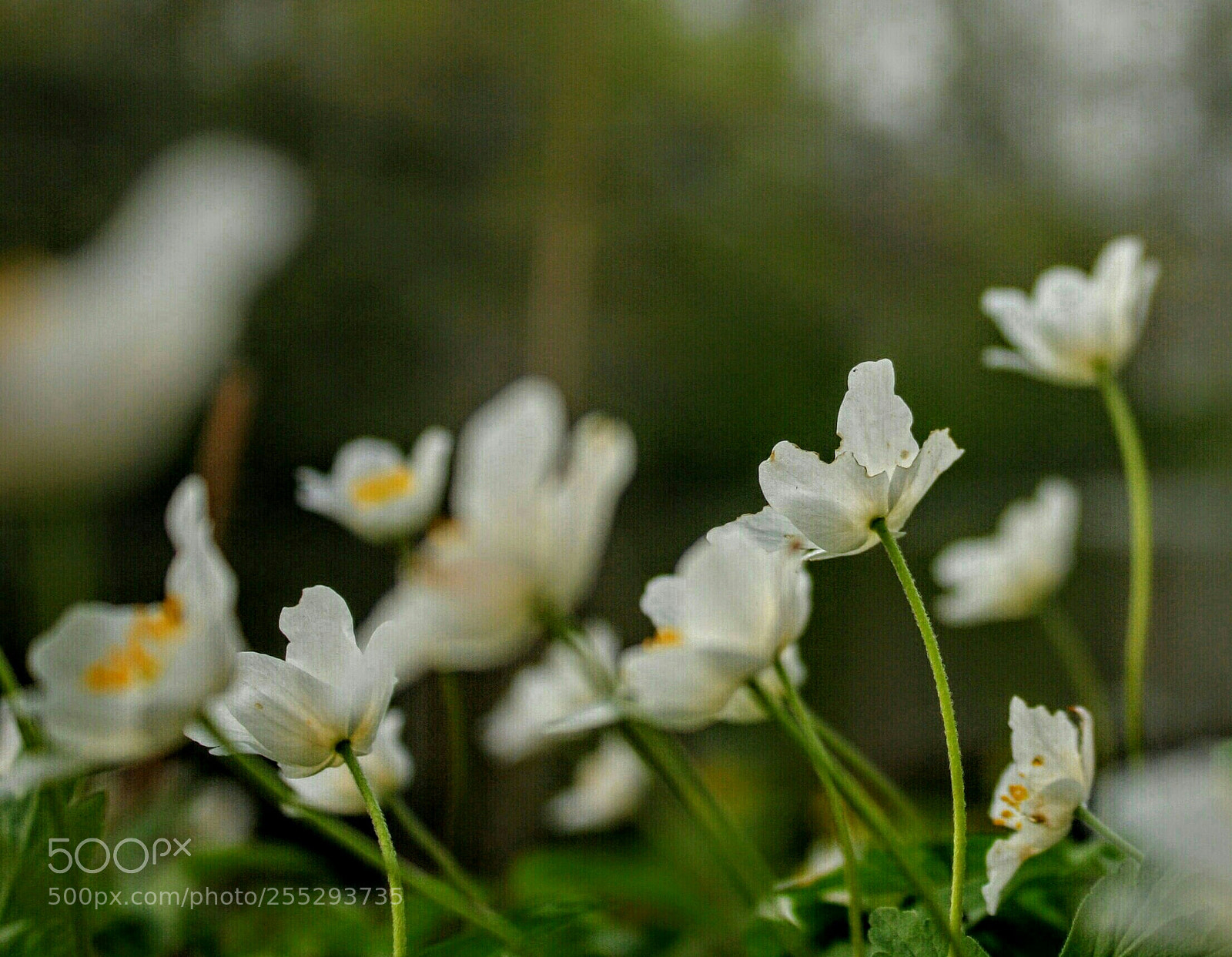 Canon EOS 40D sample photo. First flowers photography
