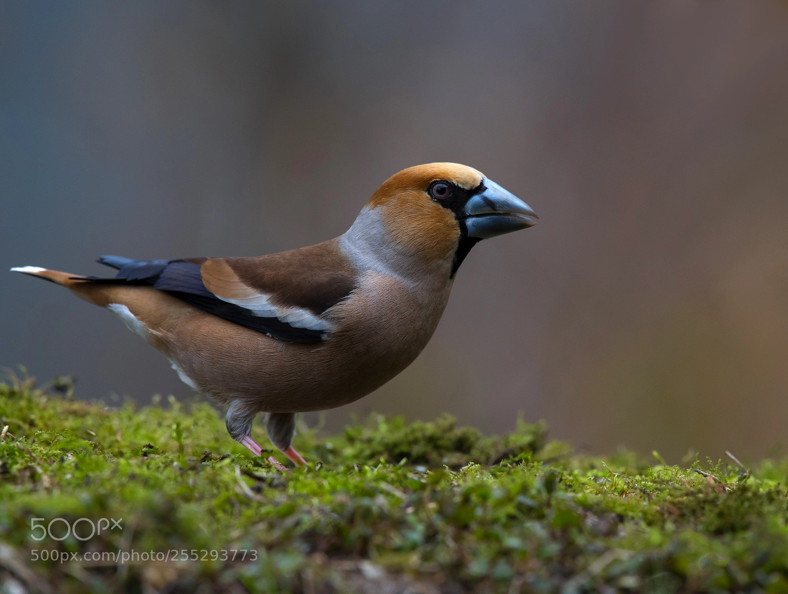 Nikon D850 sample photo. Grosbeak photography