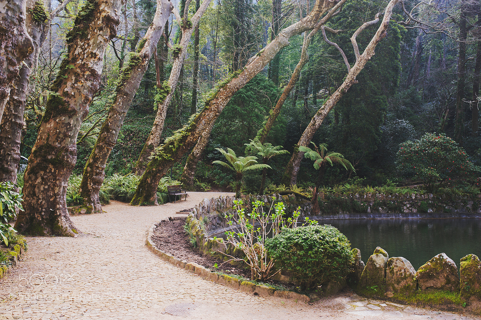 Nikon D700 sample photo. Park of pena palace photography