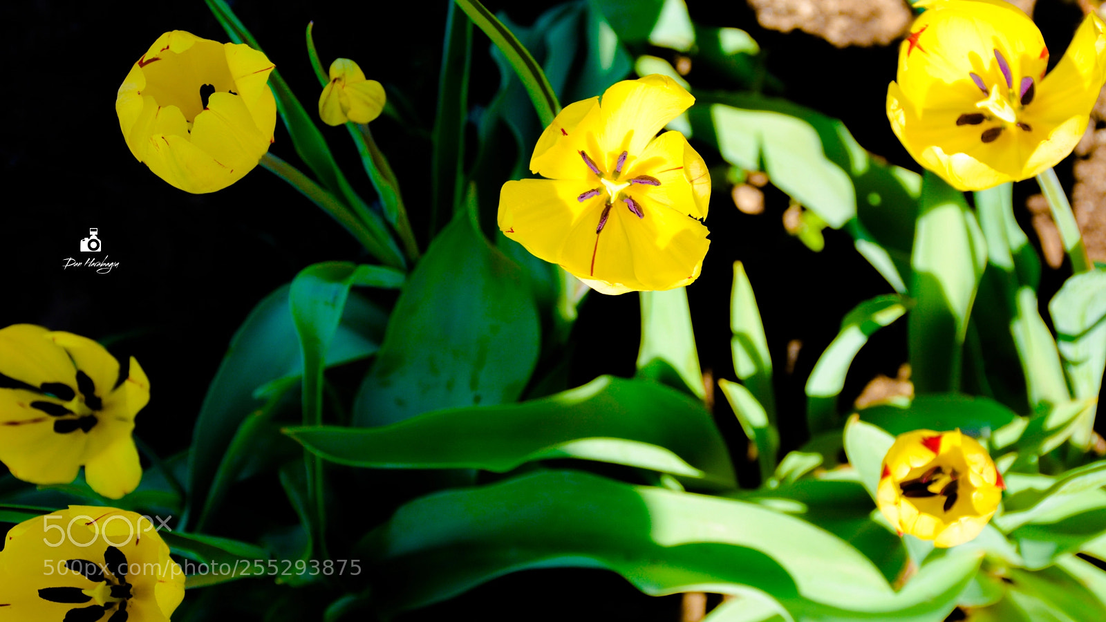 Nikon D7100 sample photo. In my garden from photography