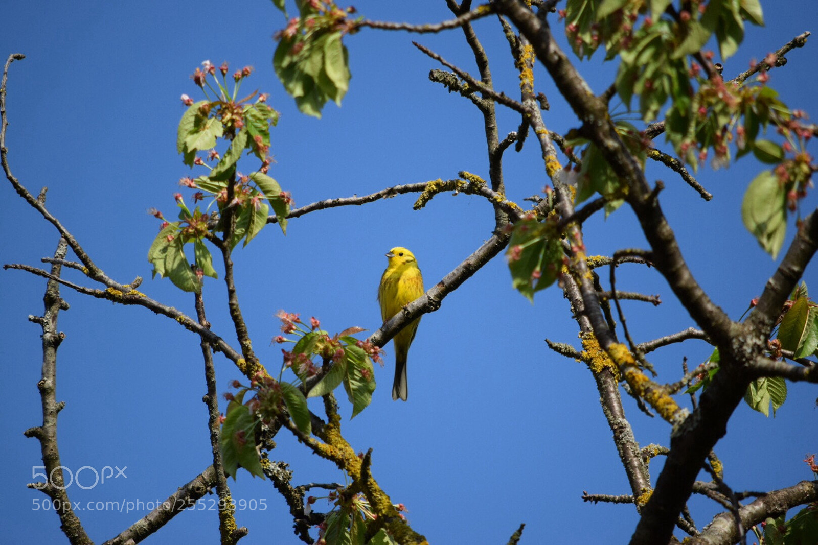 Nikon D5300 sample photo. Bruant jaune photography