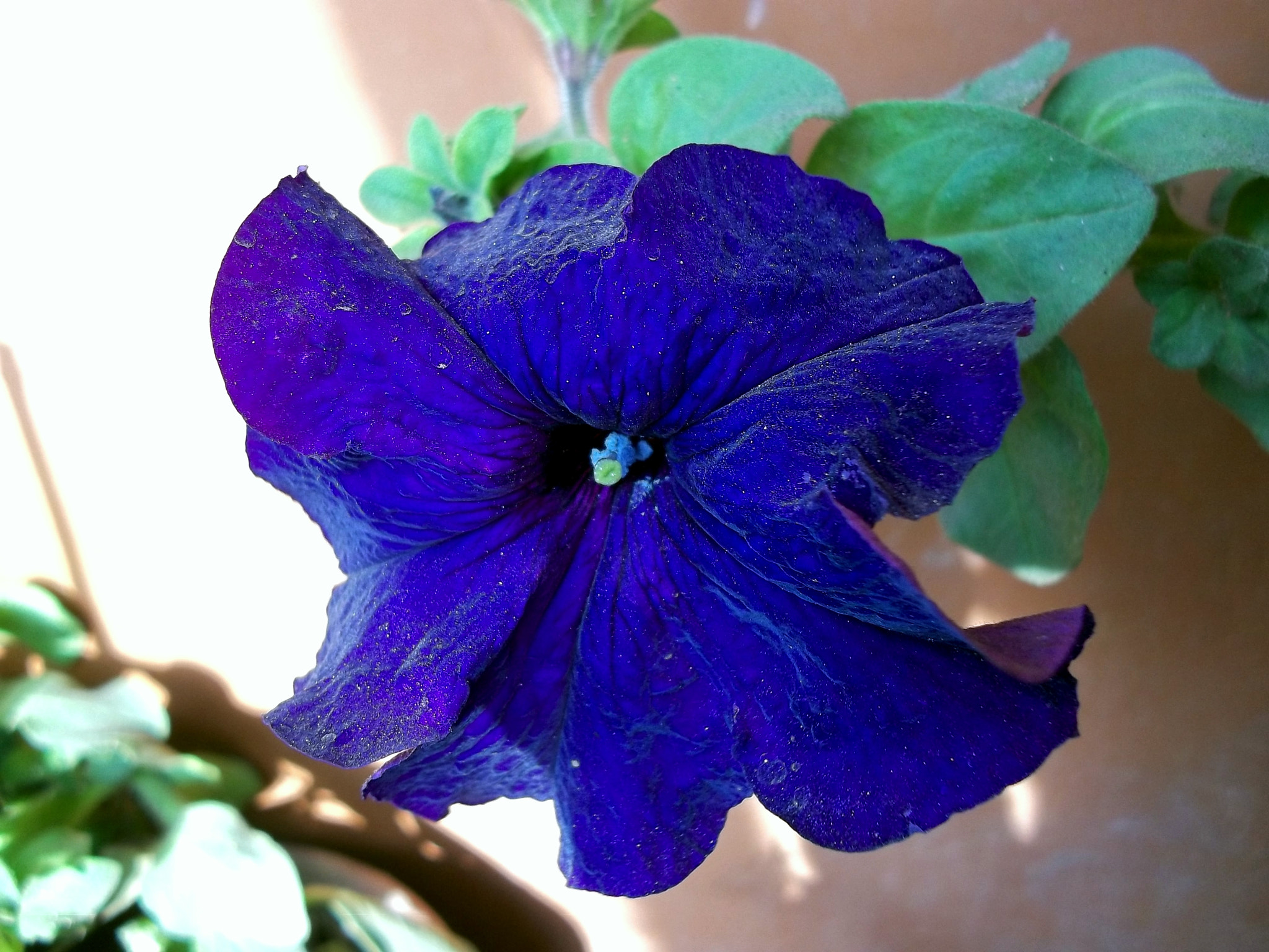Kodak EASYSHARE C143 DIGITAL CAMERA sample photo. Purple bloom photography