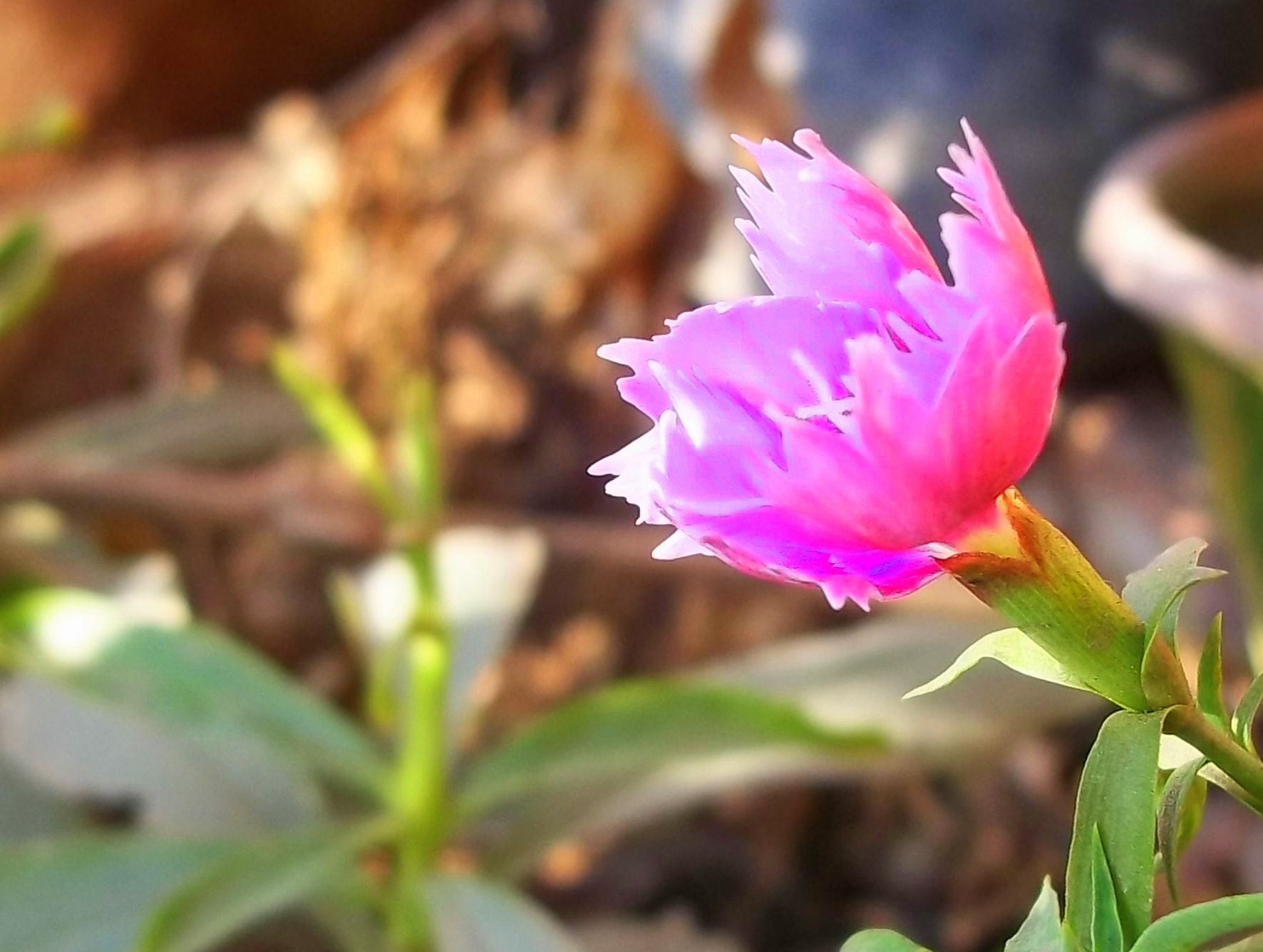 Kodak EASYSHARE C143 DIGITAL CAMERA sample photo. Focus defocus photography