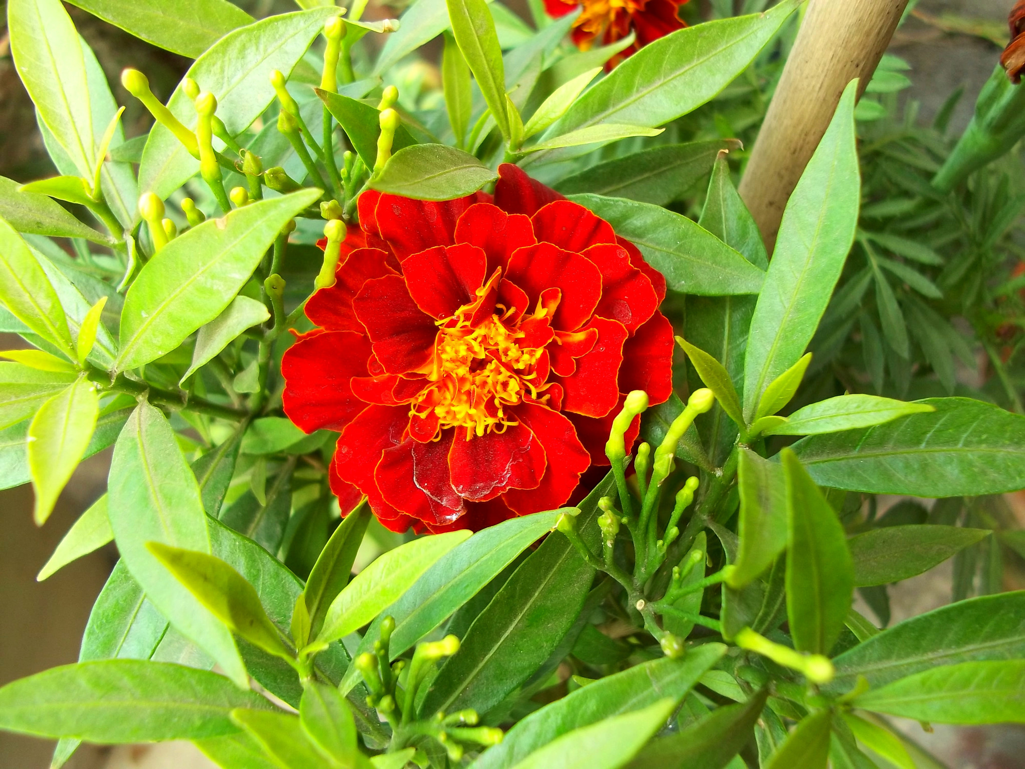 Kodak EASYSHARE C143 DIGITAL CAMERA sample photo. Crimson lake photography