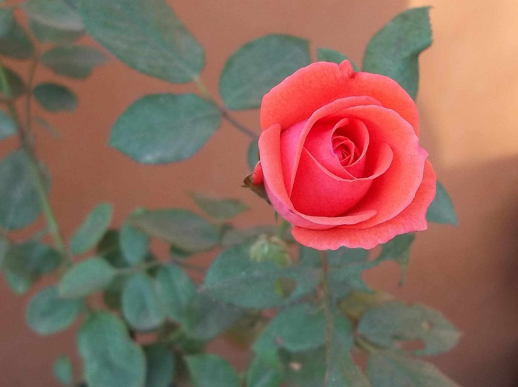 Kodak EASYSHARE C143 DIGITAL CAMERA sample photo. Pink wonder photography