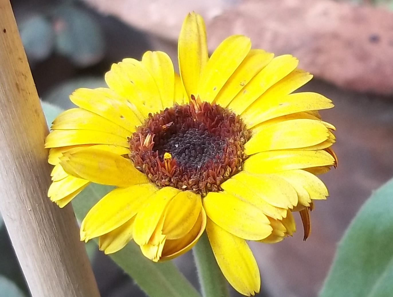 Kodak EASYSHARE C143 DIGITAL CAMERA sample photo. Yellow flower photography