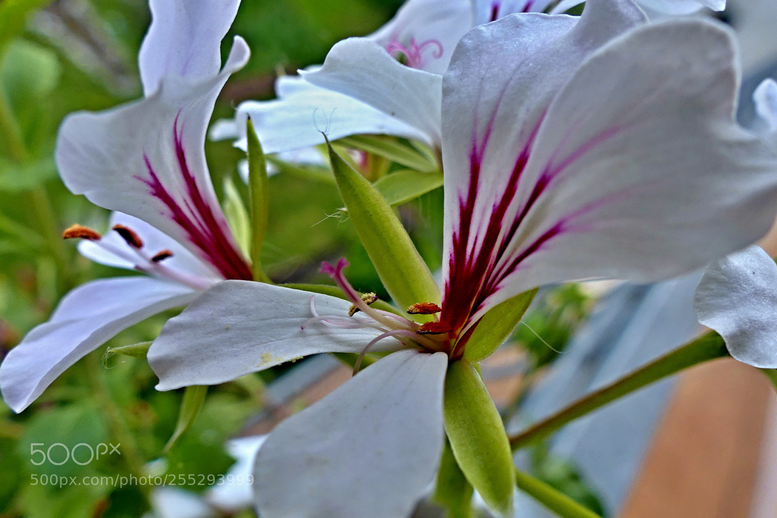 Panasonic Lumix DMC-FZ300 sample photo. Spring views photography