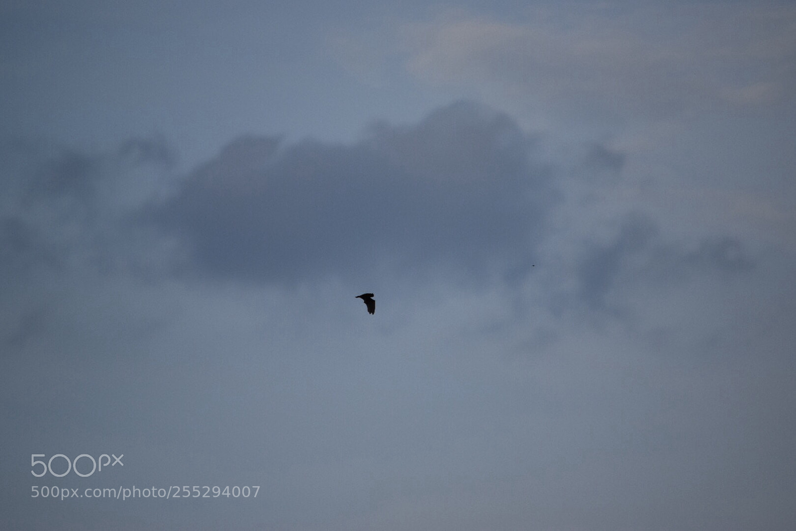 Nikon D5300 sample photo. Untitled photography