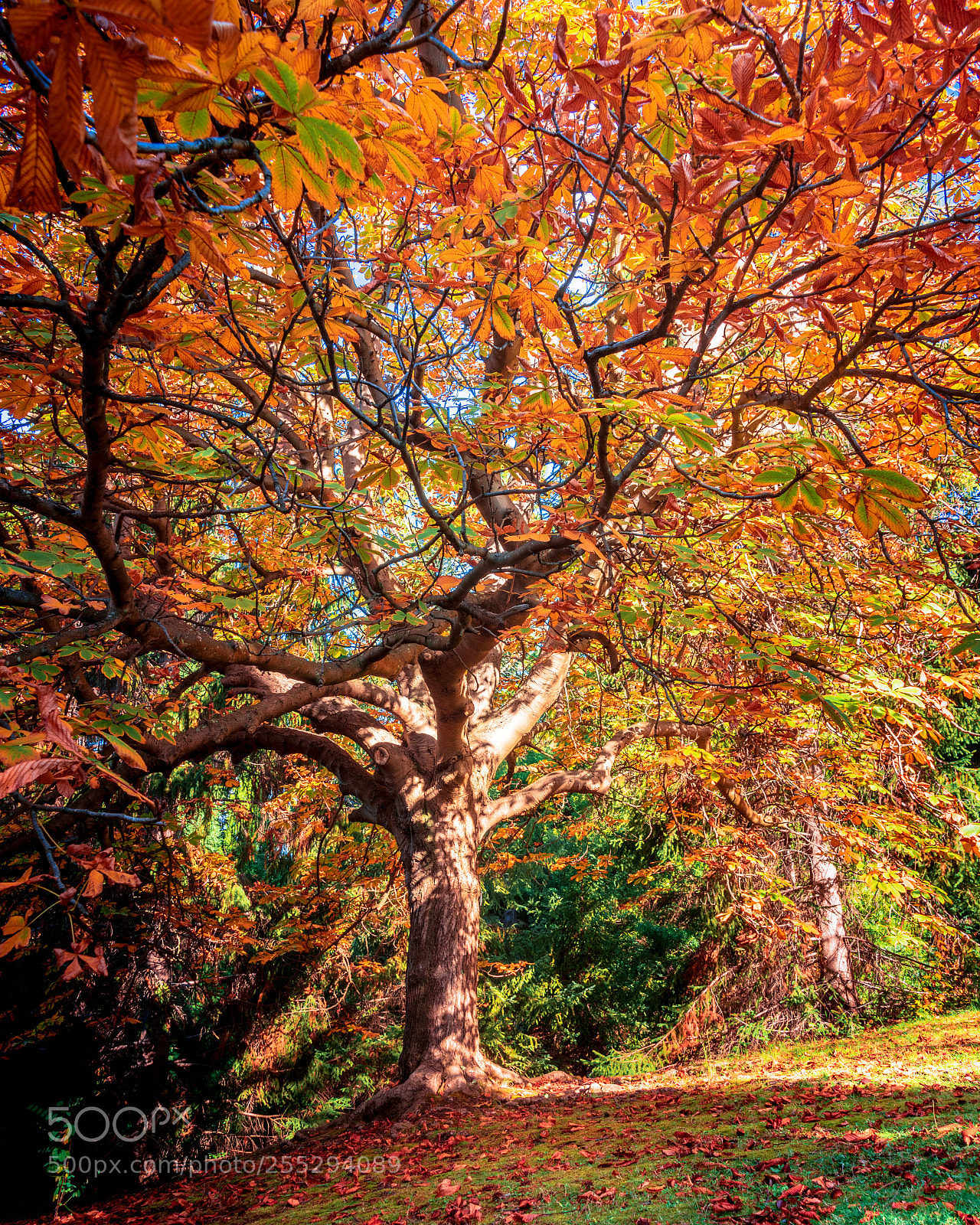 Nikon D750 sample photo. Autumnal colour photography