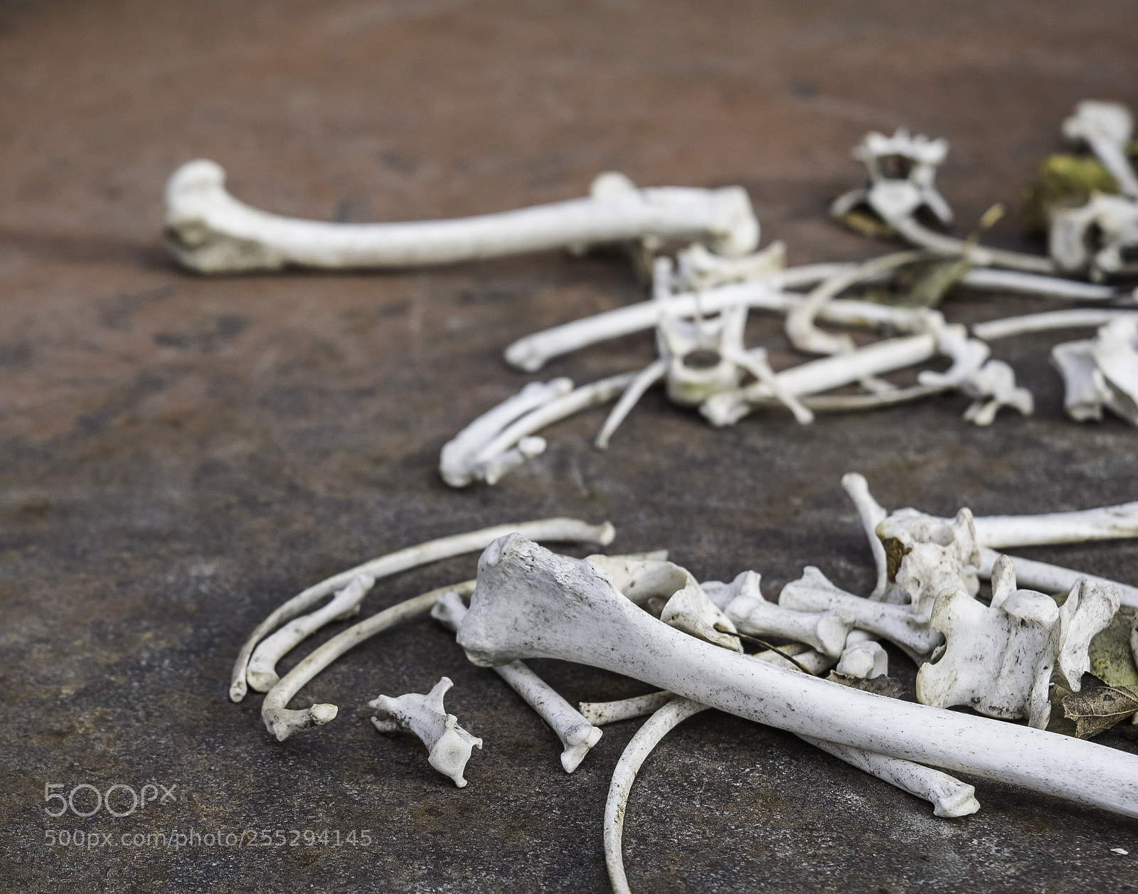 Nikon D5300 sample photo. Bones o photography