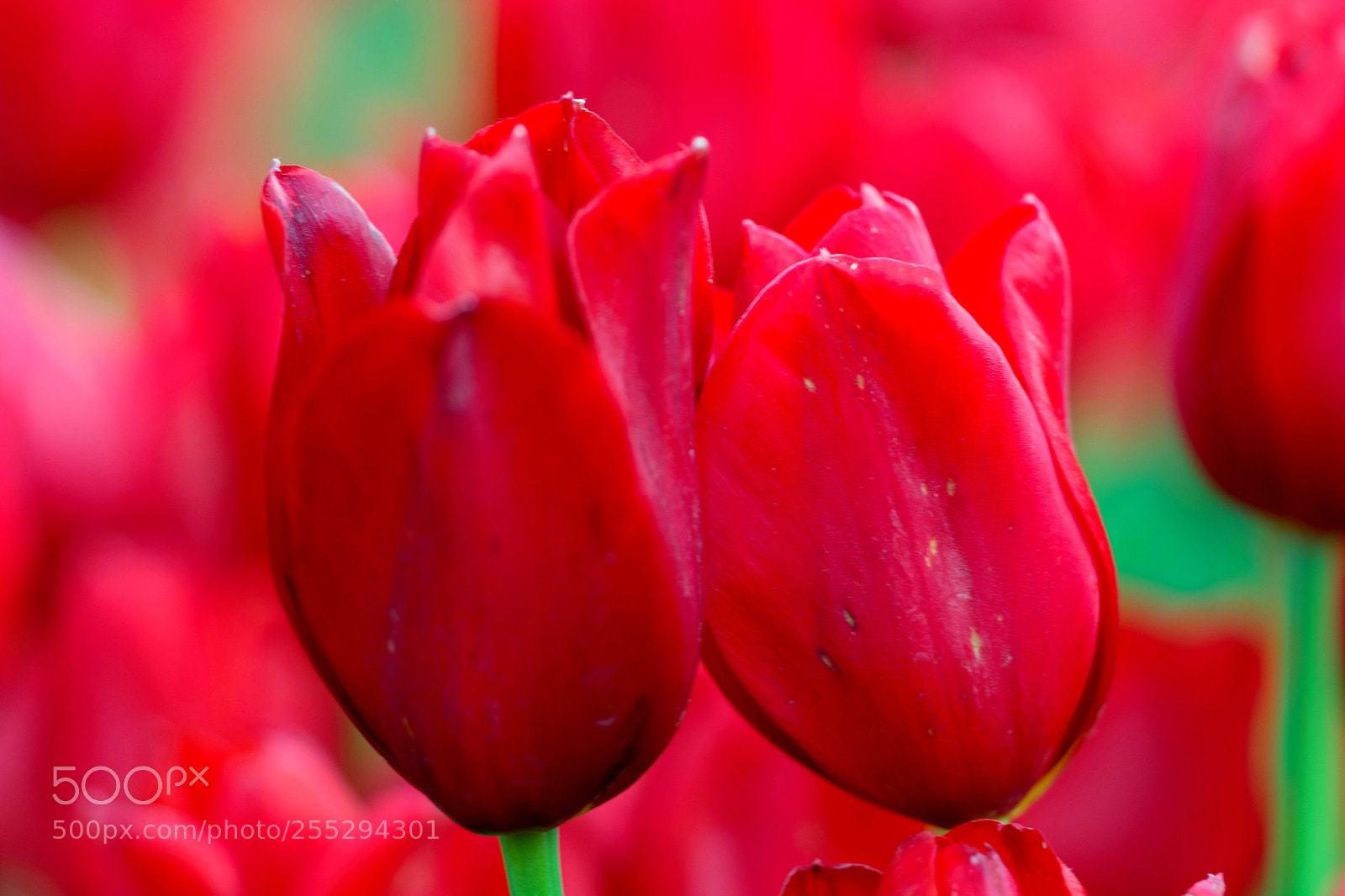 Nikon D7100 sample photo. Red tulip (naturel ) photography
