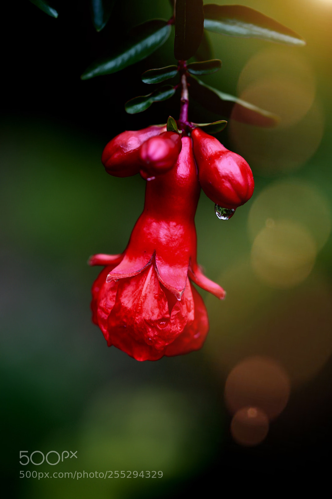 Canon EOS 6D sample photo. Untitled photography
