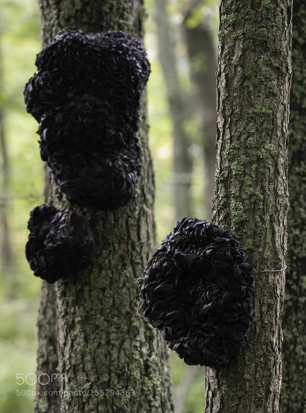 Nikon D5300 sample photo. Weird tree o photography