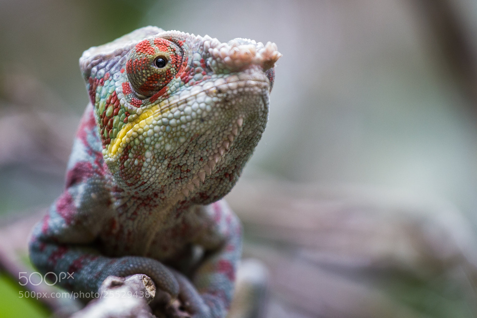 Canon EOS 550D (EOS Rebel T2i / EOS Kiss X4) sample photo. Vincennes - chameleon in photography