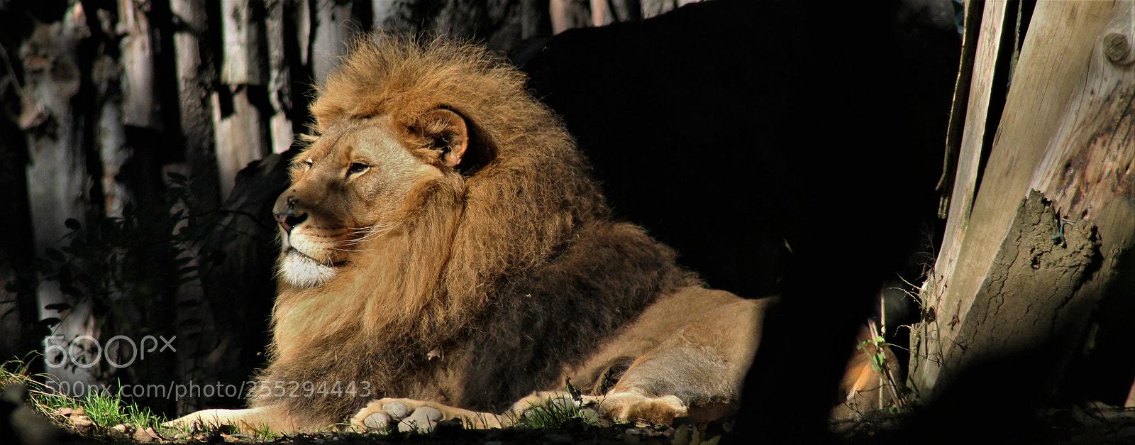 Canon EOS 1100D (EOS Rebel T3 / EOS Kiss X50) sample photo. The lion king photography